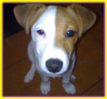 Camillo, Jaclk Russell