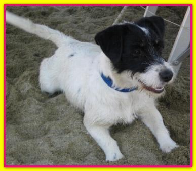 Carlotta, Jack Russell