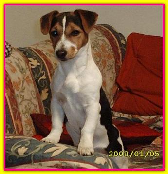 Carlotta, Jack Russell