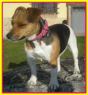 Carlotta, Jack Russell