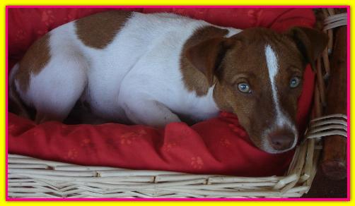 Castagna, Jack Russel