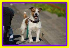 Cesare, Jack Russell