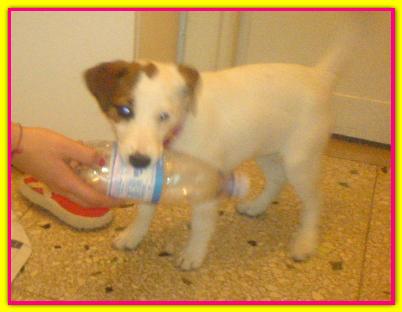 Chanel, Jack Russell