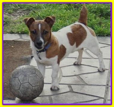Charlie, Jack Russell