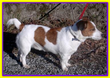 Charlie, Jack Russell