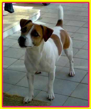 Cicca, Jack Russell