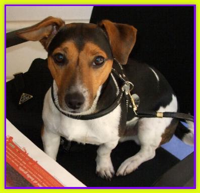 Ciro Conte, Jack Russell