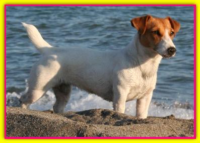 Coca, Jack Russell