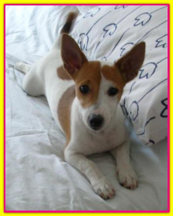 Contessa, Jack Russell