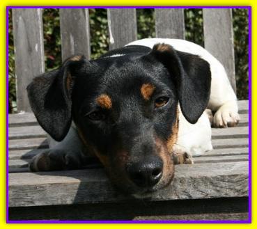 Cookie, Jack Russell