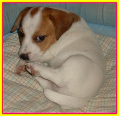 Cricket, Jack Russell