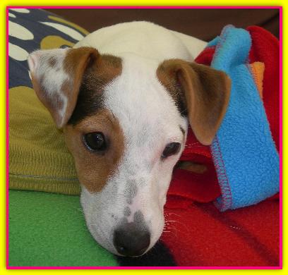 Cuba Buba, Jack Russell