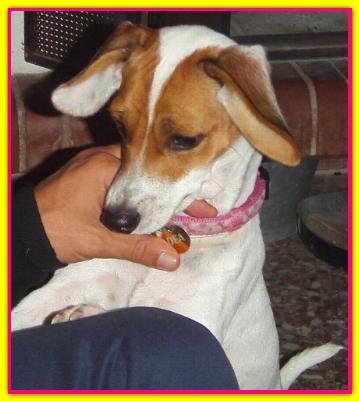 Dea, Jack Russell