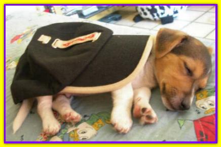Deejay, Jack Russell