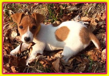 Dolly, Jack Russell