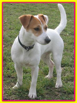 Donna Karina, Jack Russell