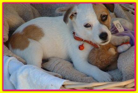 Easy, Jack Russell