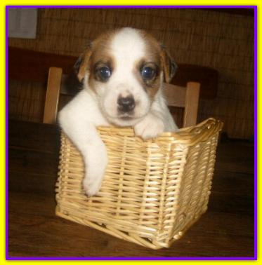 Sir Edward, Jack Russell