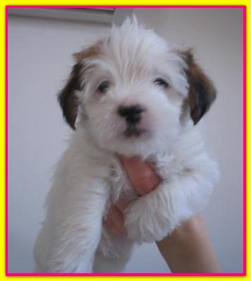 Elfa, Jack Russell