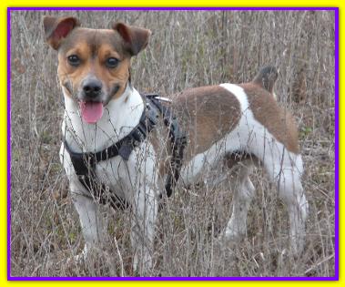 Elvis, Jack Russell