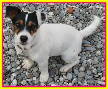 Emma, Jack Russell