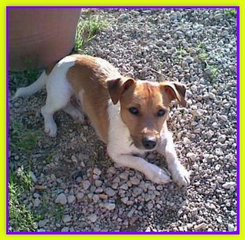 Ercole, Jack Russell