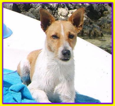 Erri, Jack Russell