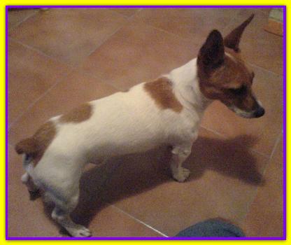 Ettore, Jack Russell