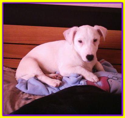 Ettore,Jack Russell