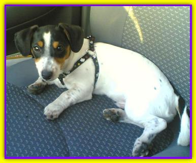 Ettore, Jack Russell