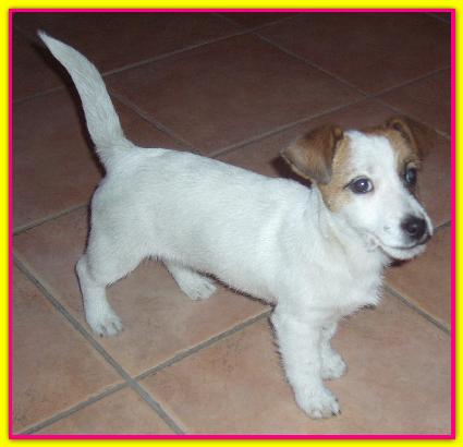 Fede Galizia, Jack Russell
