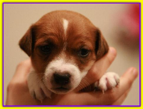 Francis, Jack Russell
