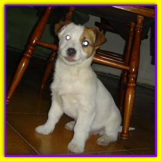 Freddie, Jack Russell
