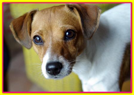 Frieda, Jack Russell