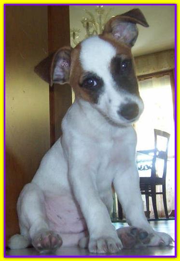 Fulmine, Jack Russell