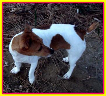 Gambetta, Jack Russell