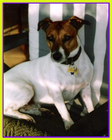 Gennarino, Jack Russell