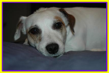 Giggi van Dog, Jack Russell