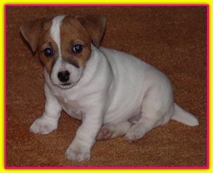 Ginger, Jack Russell