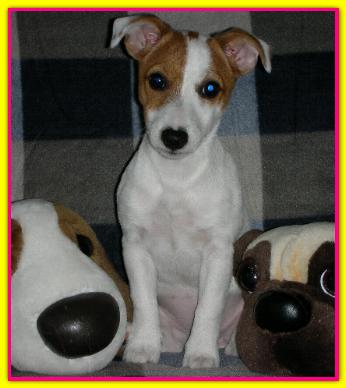 Gin Tony, Jack Russell