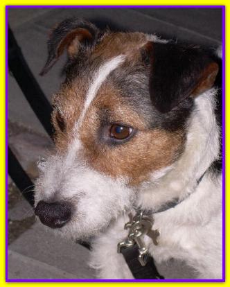 Giotto, Jack Russell