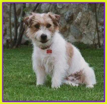 Gis, Jack Russell