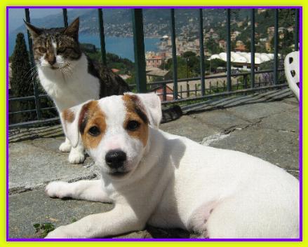 Golia, Jack Russell