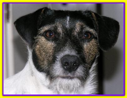 Grisha, Jack Russell