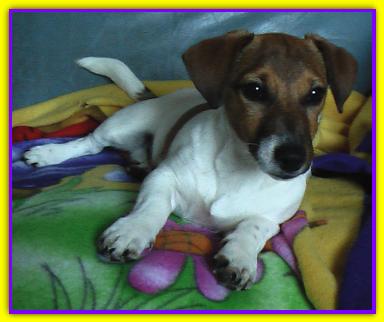 Hermes, Jack Russell