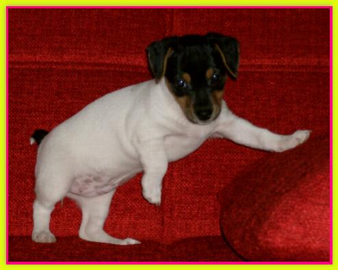 Holly, Jack Russell