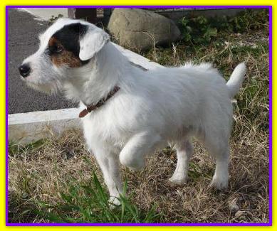 Igor, Jack Russell