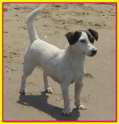Irma, Jack Russell