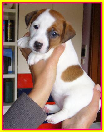 Isabel, Jack Russell