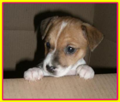 Isotta, Jack Russell